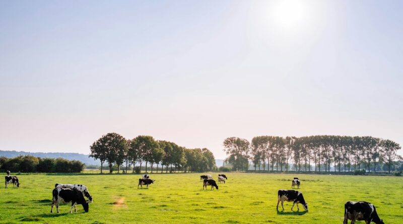 Baladna à Adrar : 240 000 vaches et 1,7 milliard de litres de lait visés