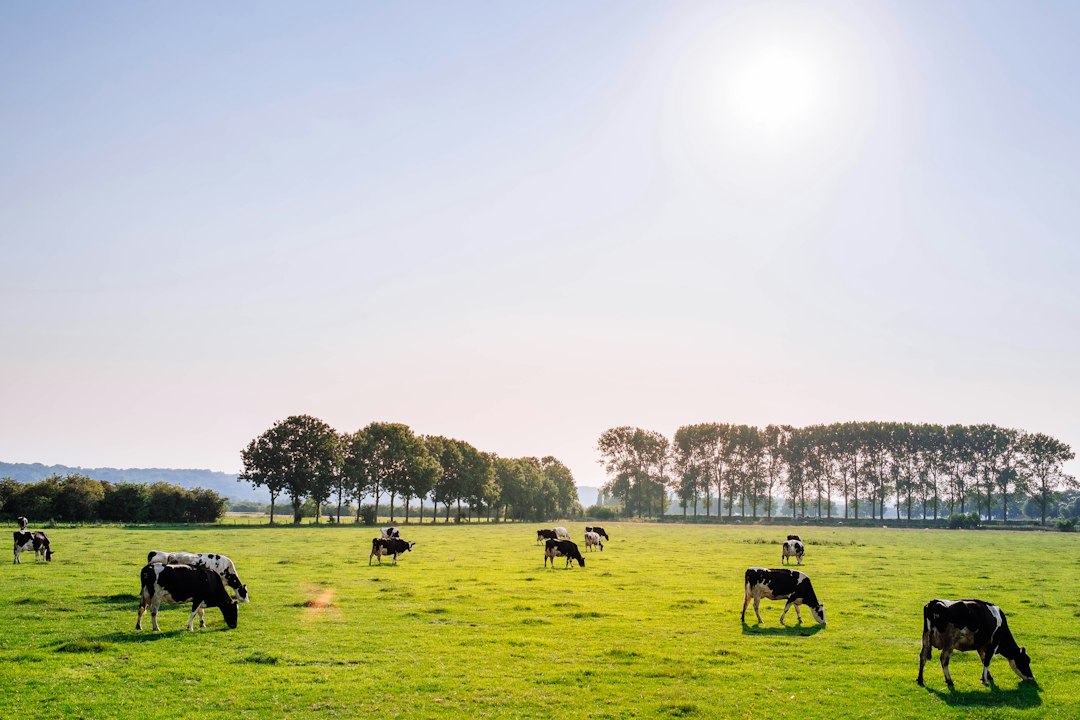Baladna à Adrar : 240 000 vaches et 1,7 milliard de litres de lait visés
